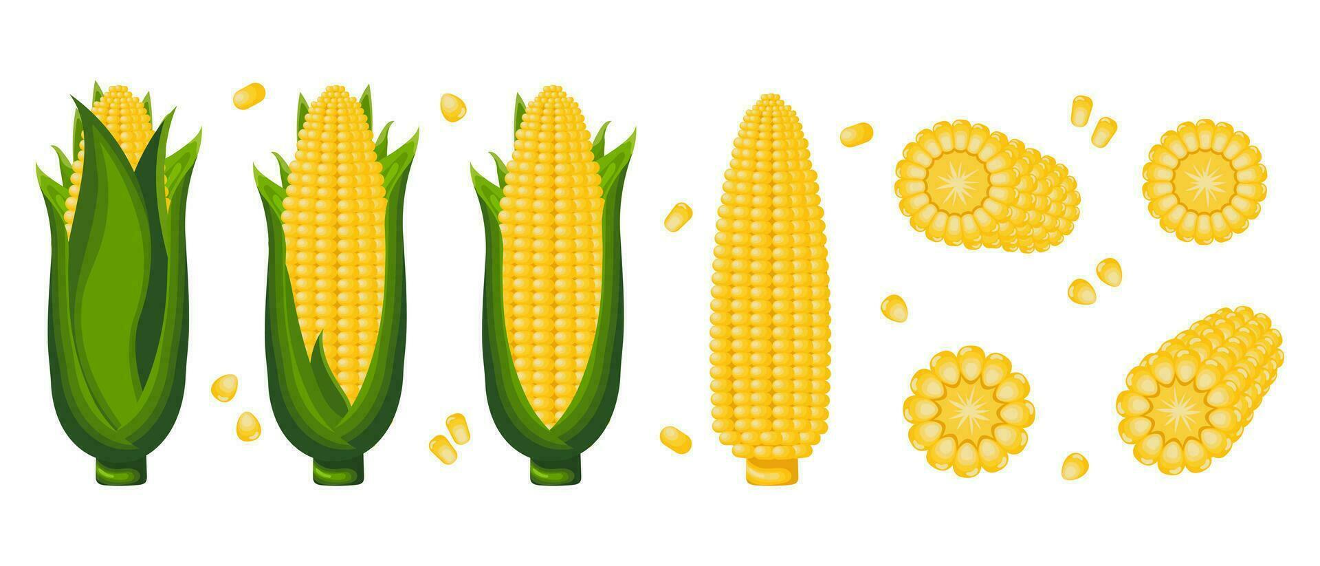 Sweet corn, corn on the cob with leaves, corn flakes and corn kernels. Icon set. Agriculture concept. Food icons, vector