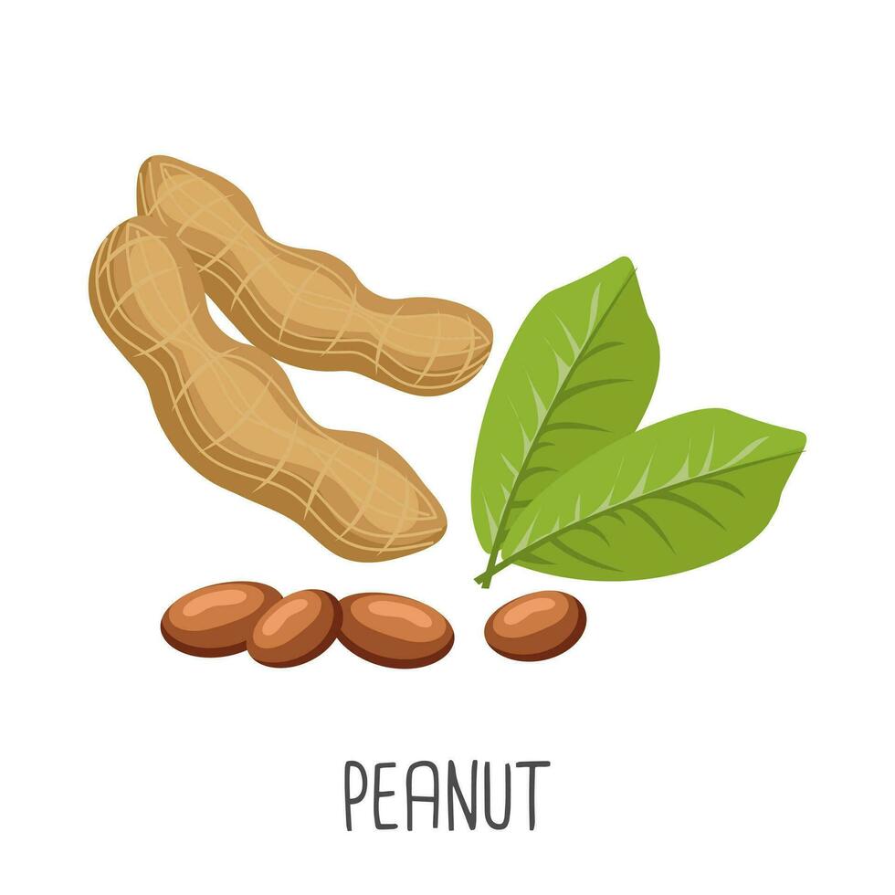 Peanut seeds and peanut plant. Peanuts in pods. Food illustration, vector