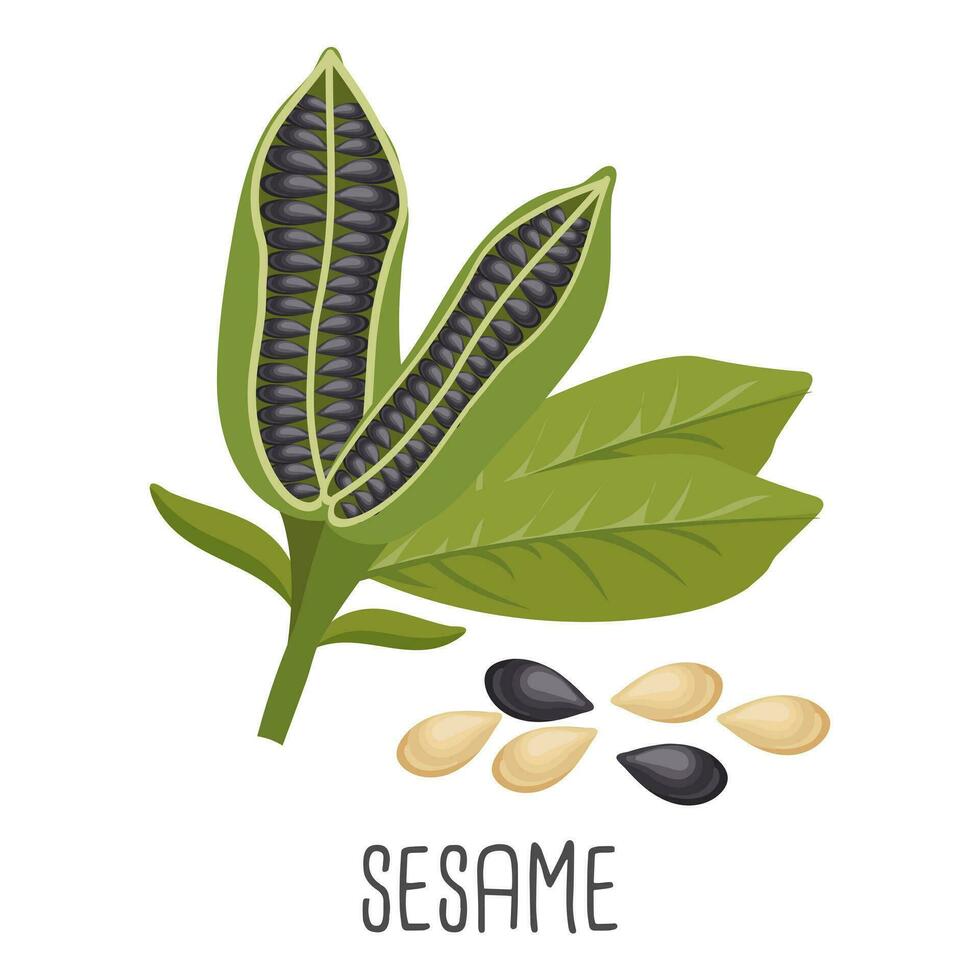 Sesame seeds and sesame plant. Sesame seeds in pods. Food illustration, vector