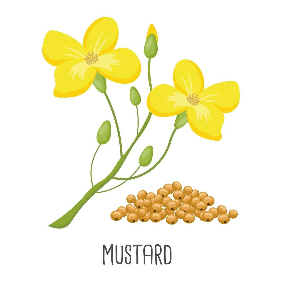Yellow mustard flowers and mustard seeds on a white background. Agriculture, illustration, vector