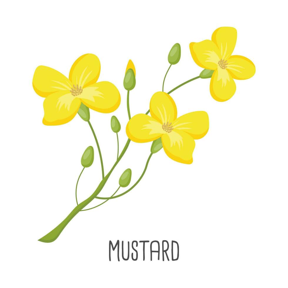 Yellow mustard flowers on a white background. Print, illustration, vector