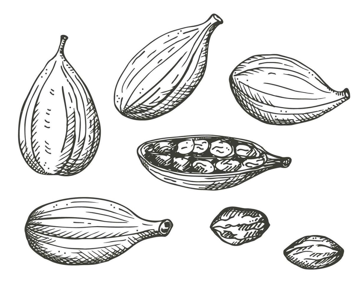 cardamomo aromático alcanfor especia grabado bosquejo mano dibujado tinta Fresco y seco Fruta vainas de cardamomo planta. oriental tradicional medicamento, alimento, ayurveda, cosecha semillas cardamomo, ingrediente. vector