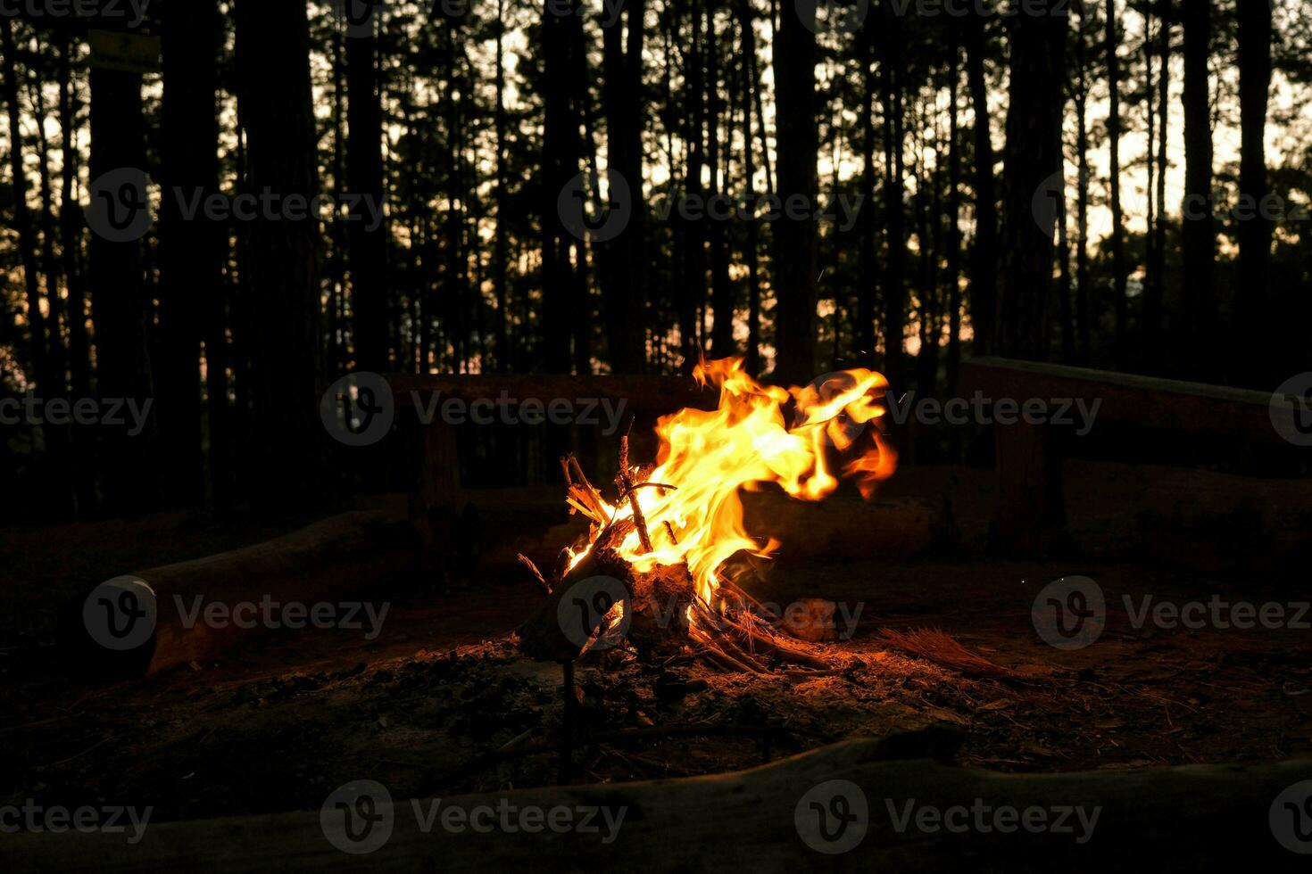 Small campfire with smoke of burning pine logs in the forest. Burning campfire in the pine forest in the morning. photo