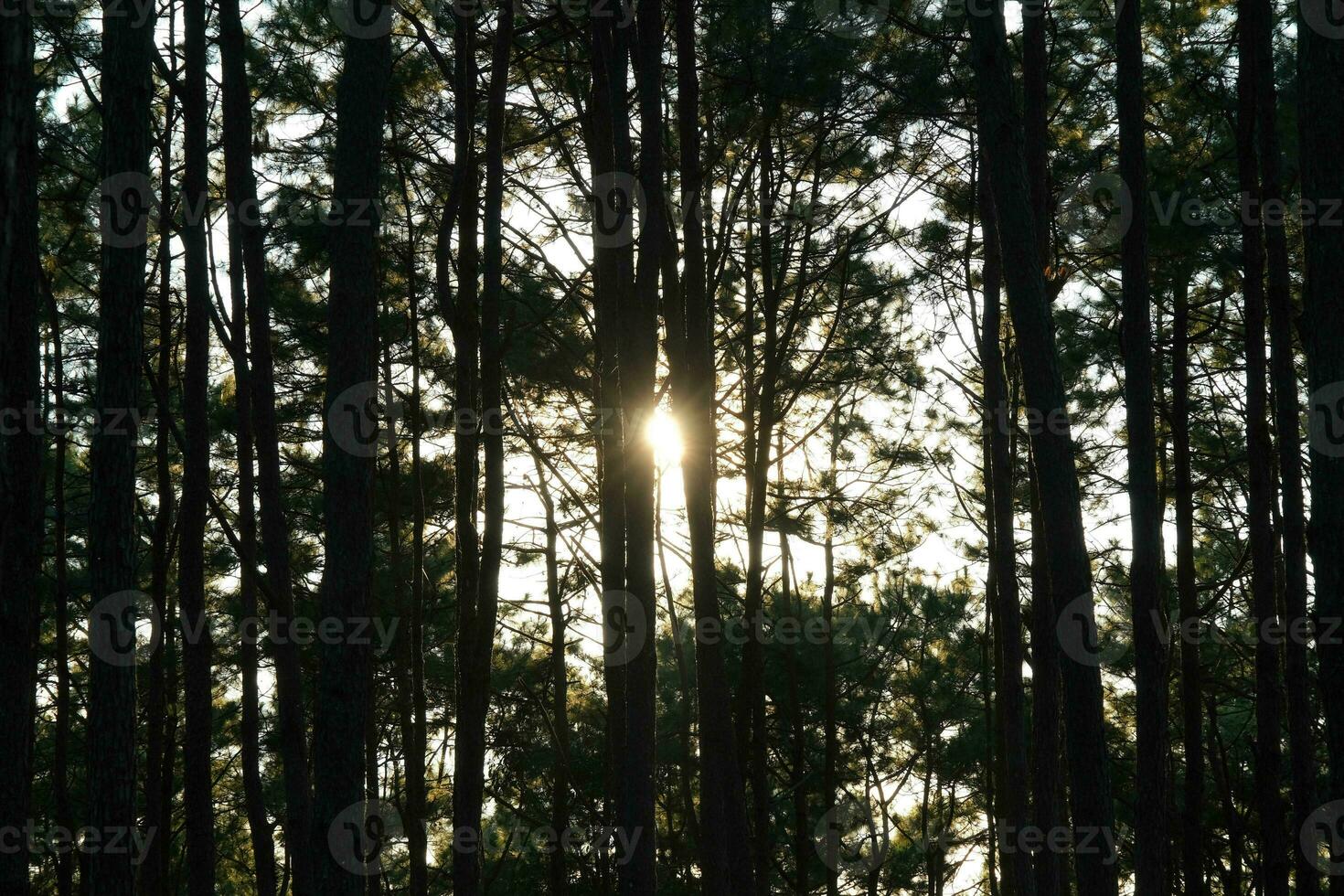 Beautiful pine forest landscape with sunlight shining through the trees. Forest trees covered with golden sunlight before sunset. Forest landscape. photo