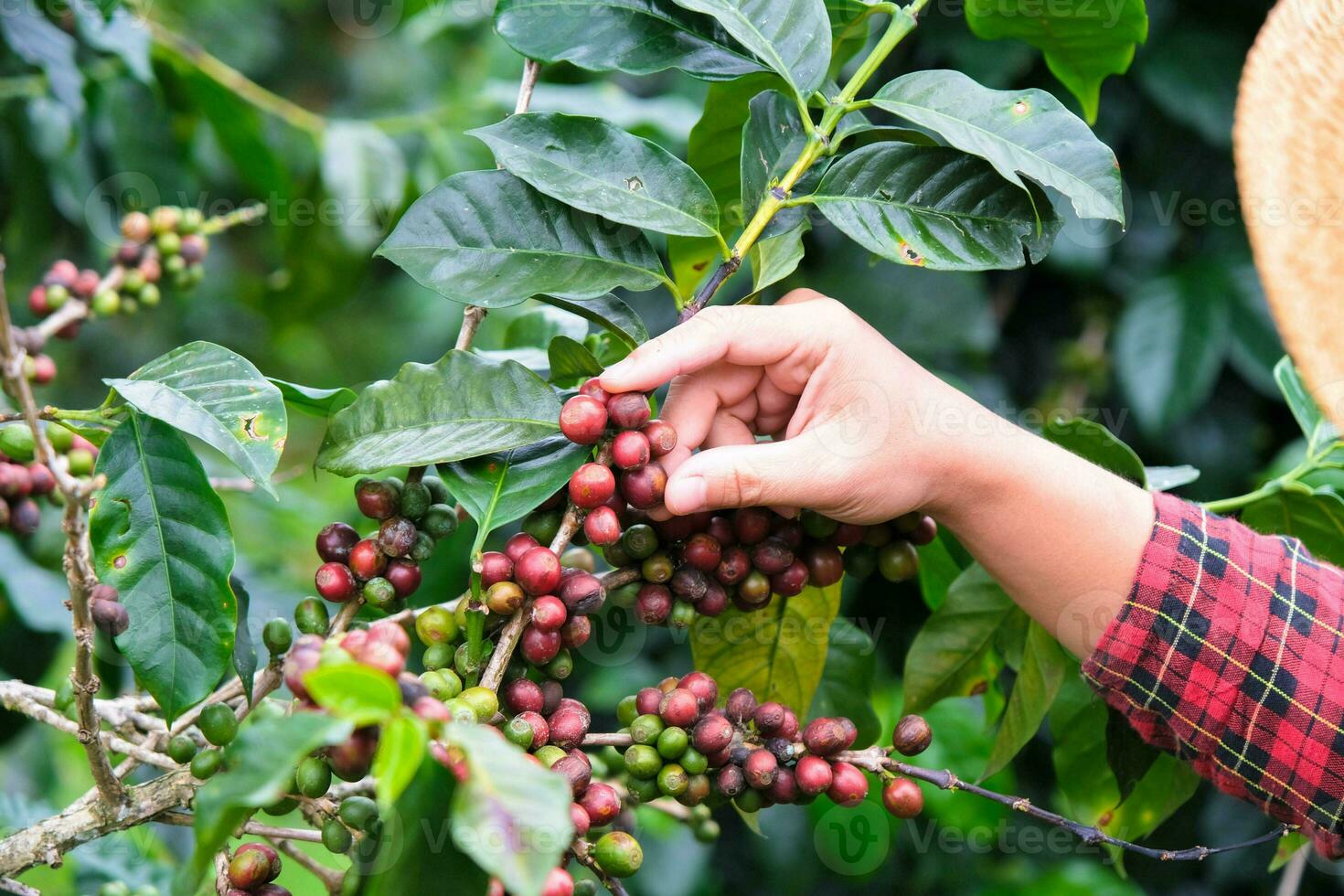 Modern Asian farmer using digital tablet and checking ripe coffee beans at coffee plantation. Modern technology application in agricultural growing activity concept. photo