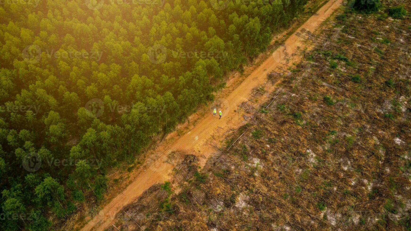 Biologists out in the field examine eucalyptus forests with data records for research. Male and female environmental engineers research with records in the forest to develop. photo