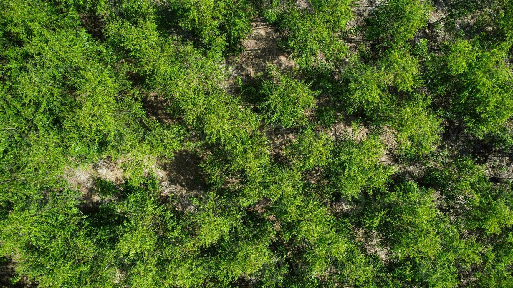 vista aérea de los bosques tropicales en tailandia. fondo de paisaje natural. foto