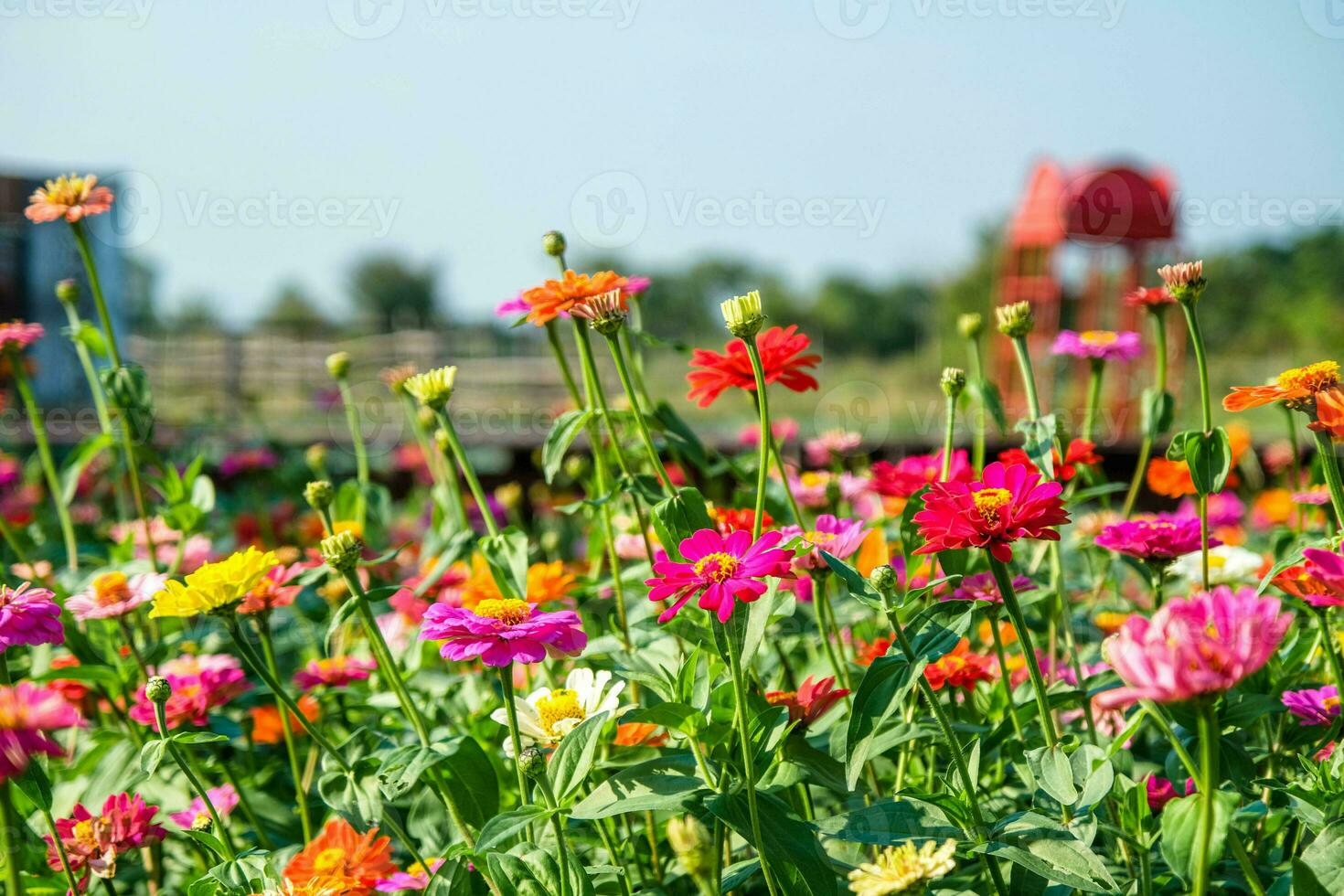 Beautiful zinniaZinnia elegans flowers in the garden. Many zinnias grow in flowerbeds and bloom on sunny summer days. photo