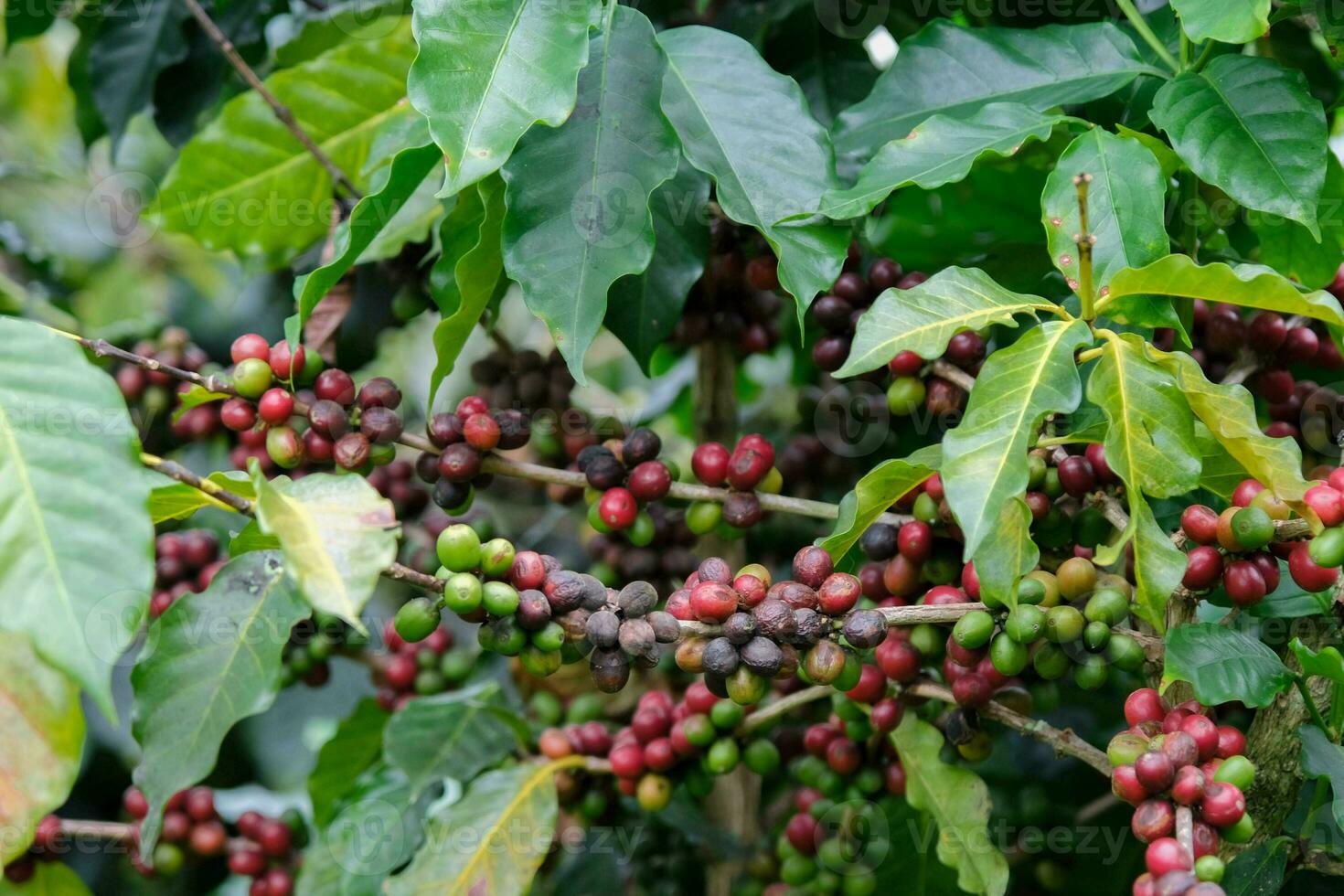 los arbustos de café maduran en las montañas de tailandia listos para ser cosechados con cerezas de café verdes y rojas. granos de café arábica madurando en un árbol en una plantación de café orgánico. foto