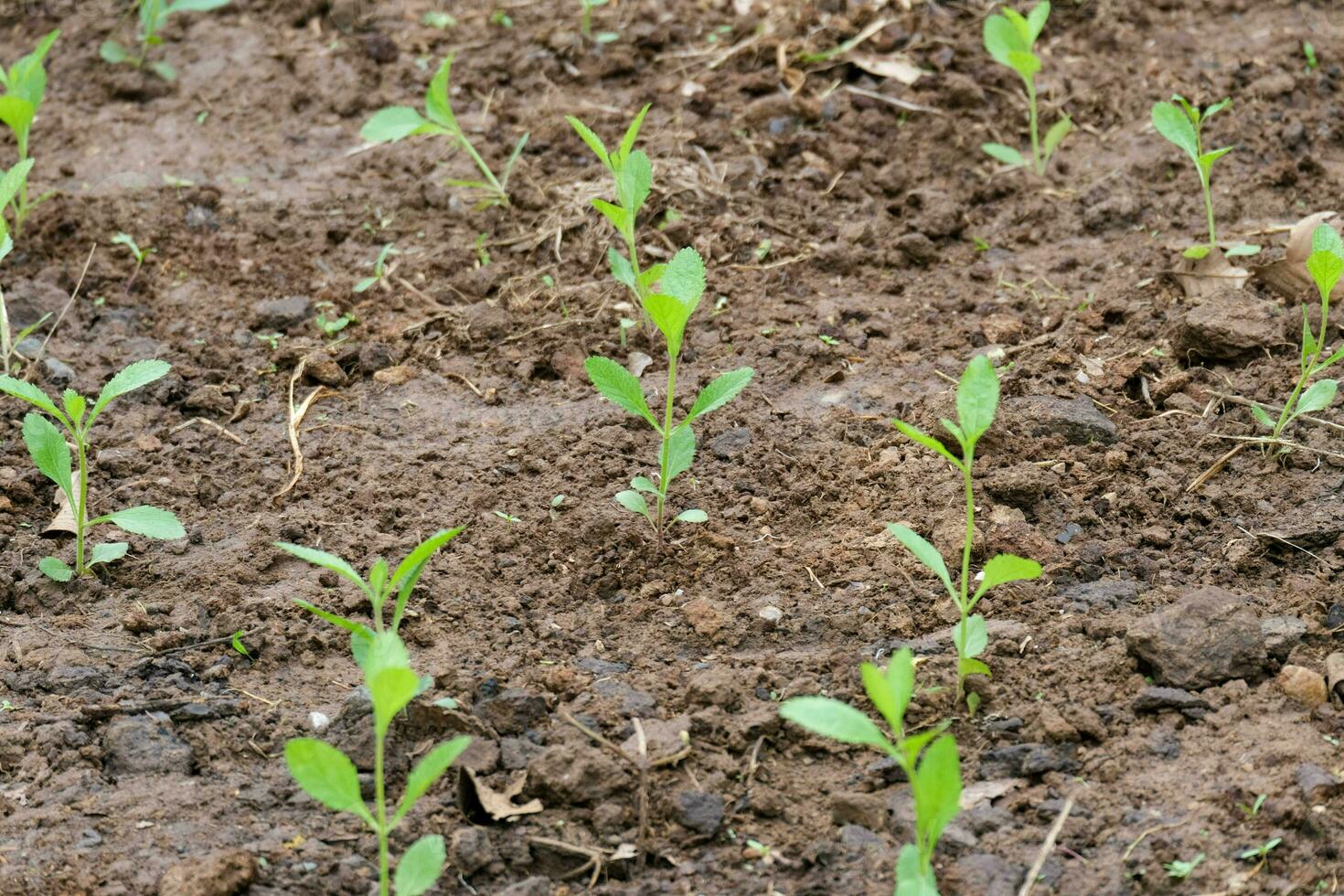 plántulas de pimiento en las granjas orgánicas. plantas jóvenes de pimiento vegetal en una cama en el jardín. nuevo brote en un día soleado en el jardín. foto