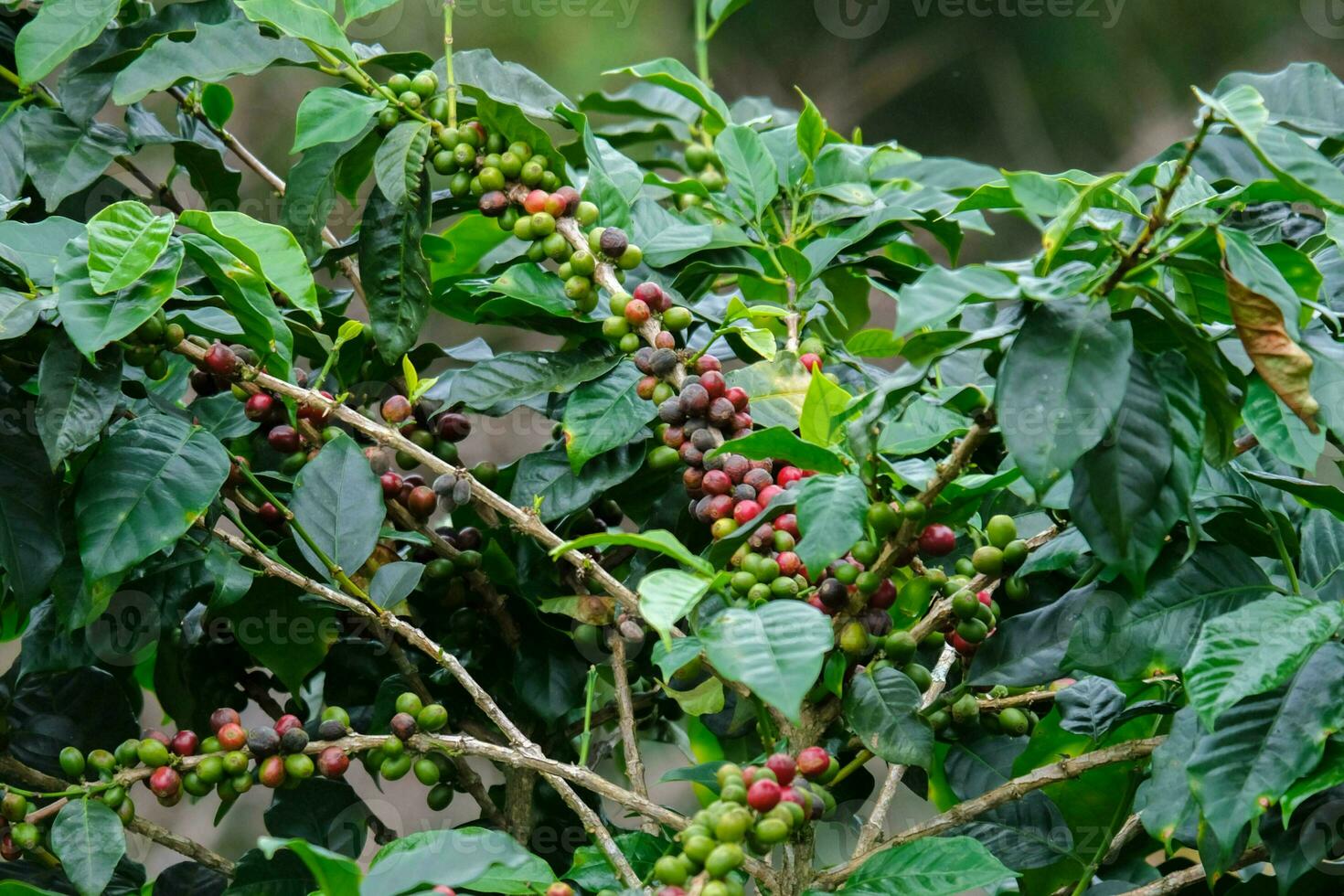 Coffee bushes ripen in the mountains of Thailand ready to be harvested with green and red coffee cherries. Arabica coffee beans ripening on tree in in organic coffee plantation. photo