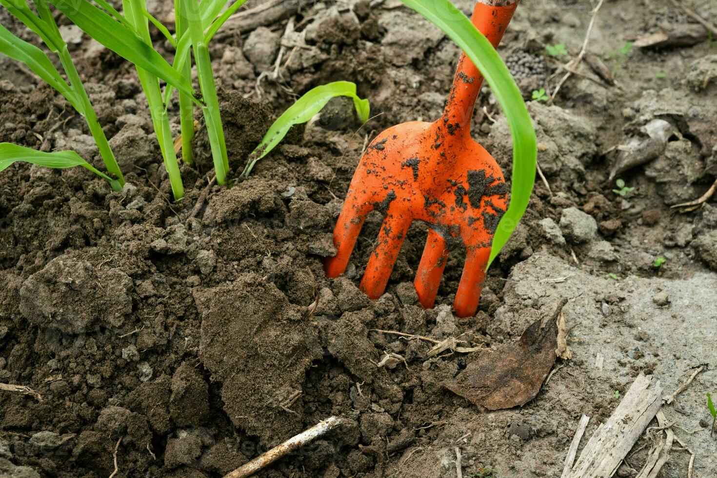 Young corn seedlings growing on a vegetable bed. Small green corn plant in the garden with a gardening rake or fork. Young Corn Plants. photo