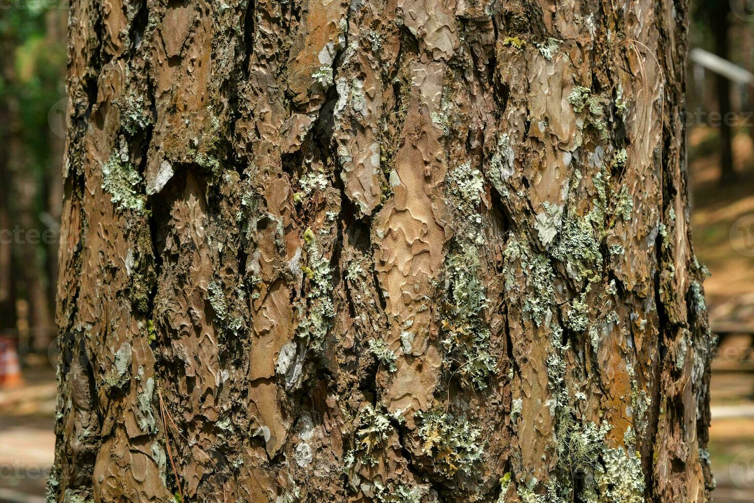 Close up of tree trunk on autumn forest background. Dark brown cracked bark background texture for design. Pine bark texture photo