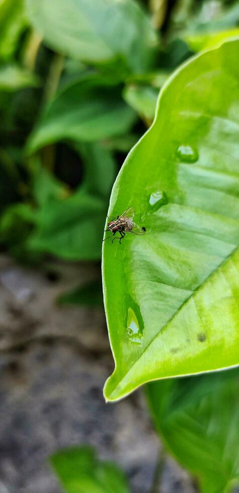 Portrait close up view of stomoxys calcitrans is commonly called the stable fly or biting house fly photo