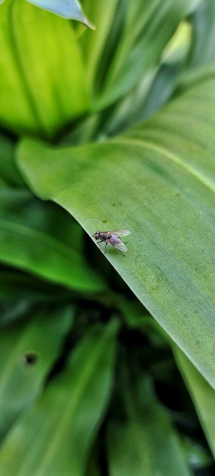 Portrait close up view of stomoxys calcitrans is commonly called the stable fly or biting house fly photo