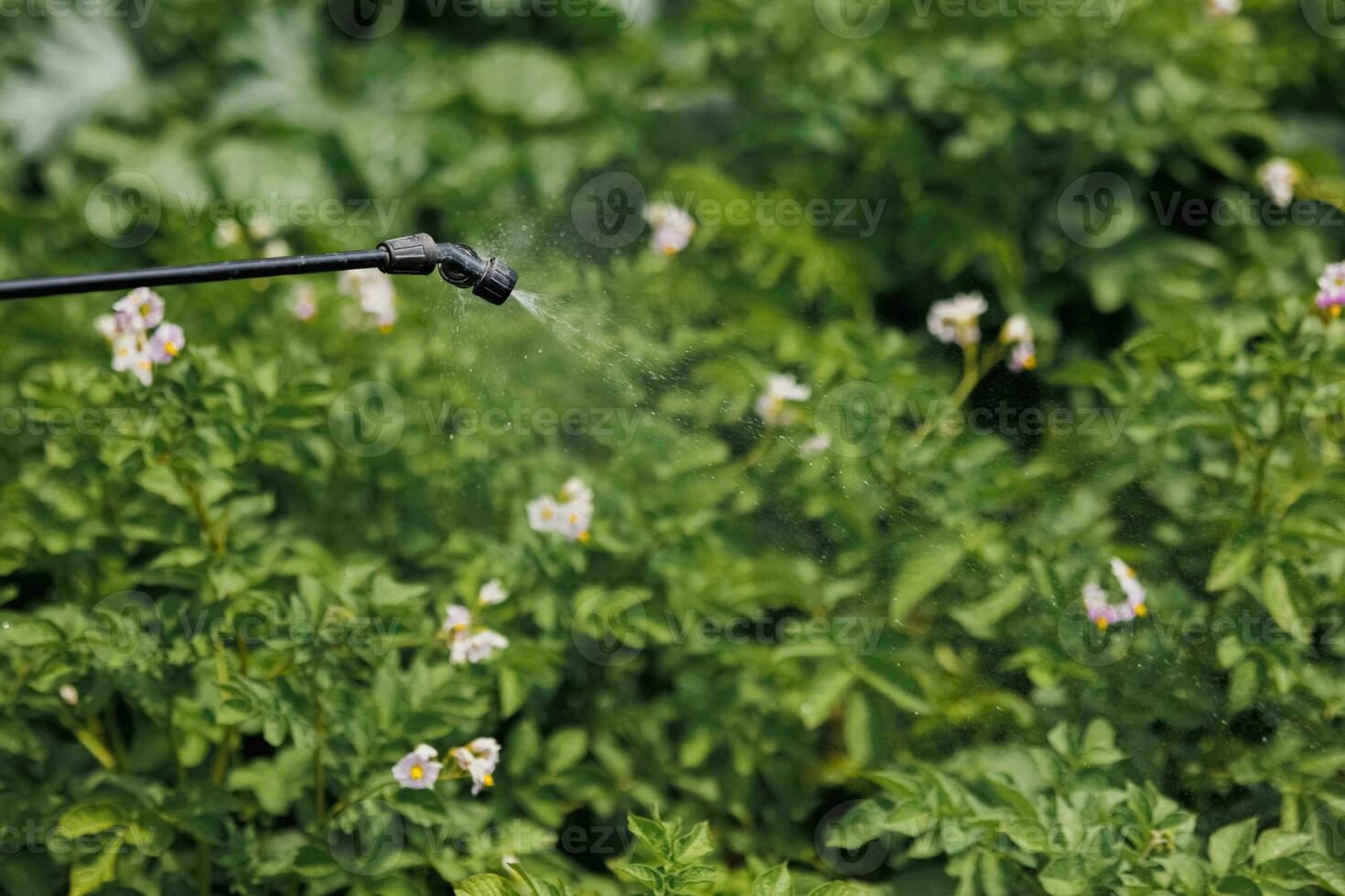 un trabajador aerosoles pesticida en verde hojas de patatas y varios jardín cultivos al aire libre. parásito controlar foto