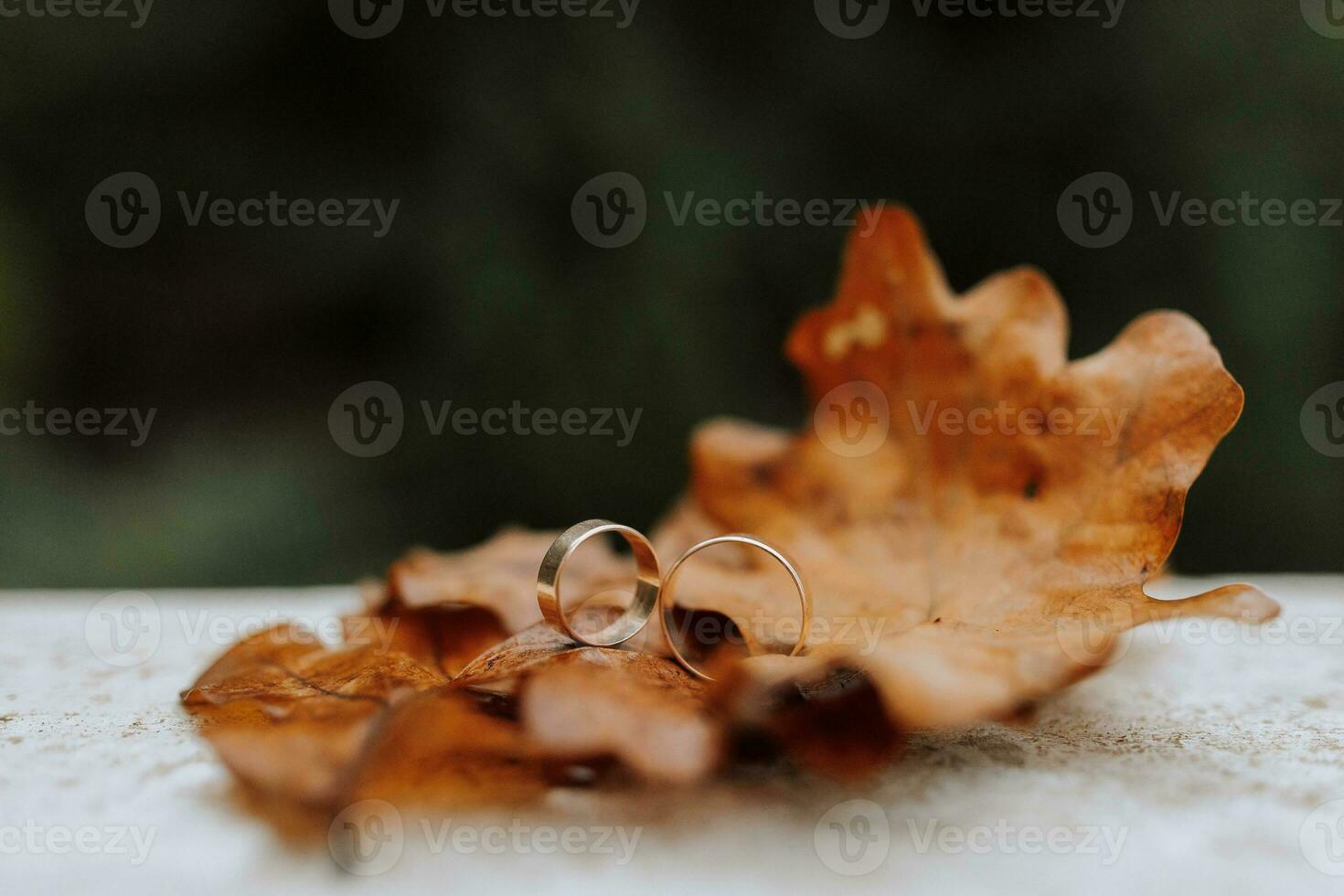 Photo of wedding rings against the background of yellowed oak leaves in autumn