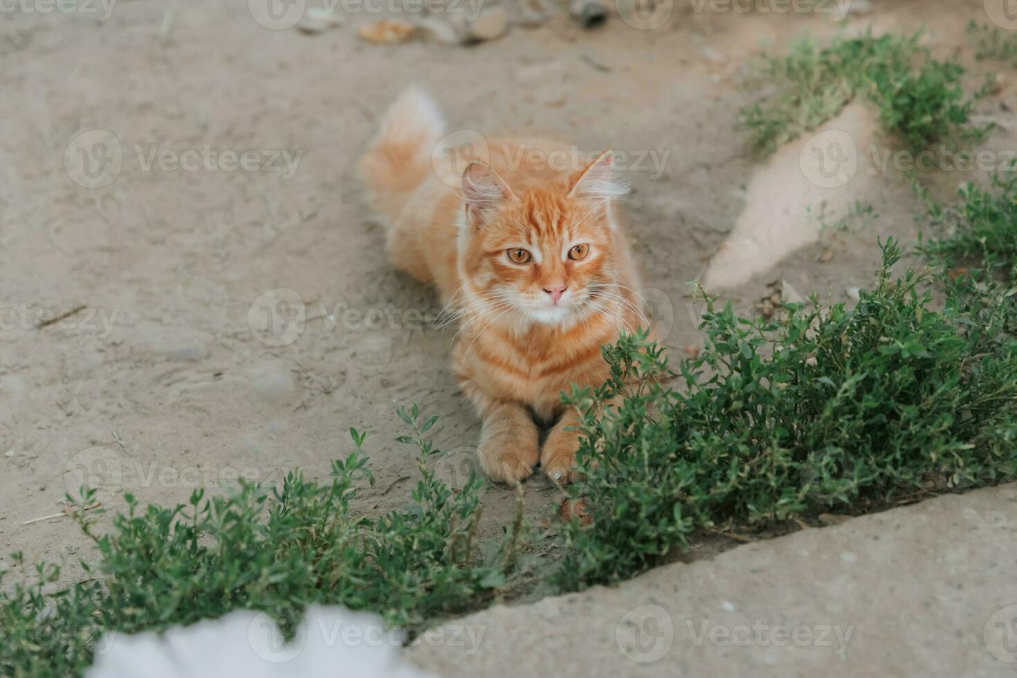 an adult domestic red cat, lying in the yard, calm and playful. Full trust photo