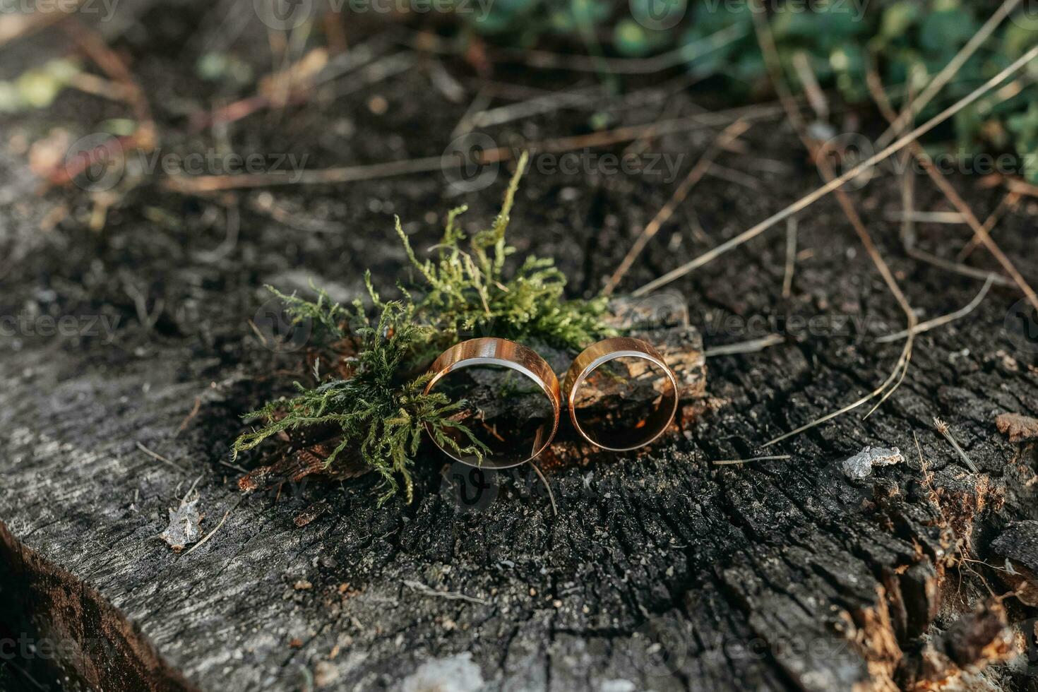 Gold classic wedding rings on a background of green moss on a wooden stump in a forest or park photo