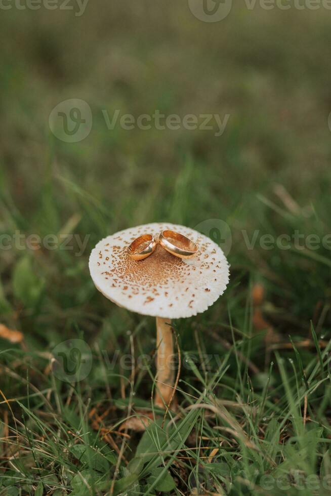 Wedding rings lie on a mushroom in the autumn forest. Wedding concept. An original approach to photo engagement rings