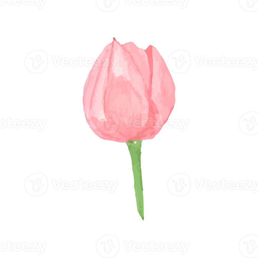 Rustic Watercolor Flower Illustration png
