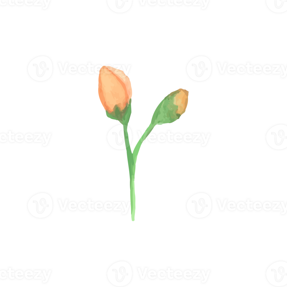 Rustic Watercolor Flower Illustration png
