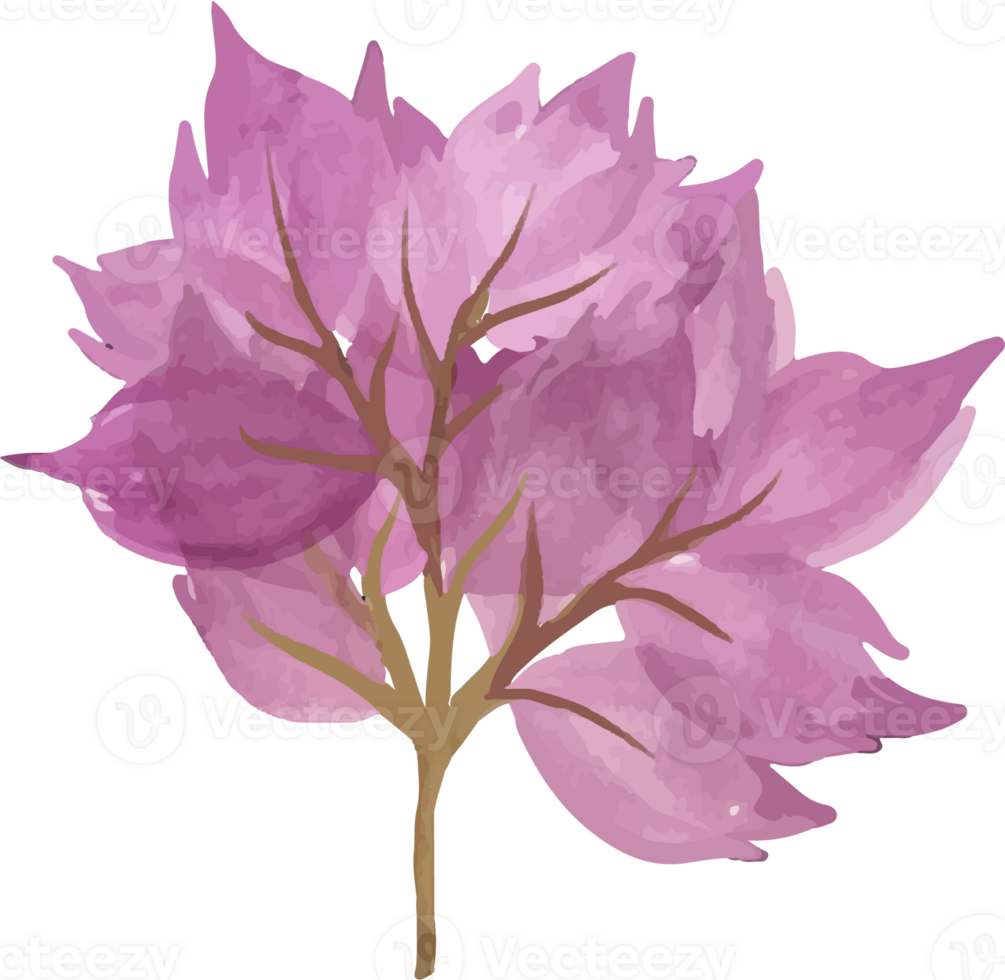 Rustic Watercolor Flower Illustration png