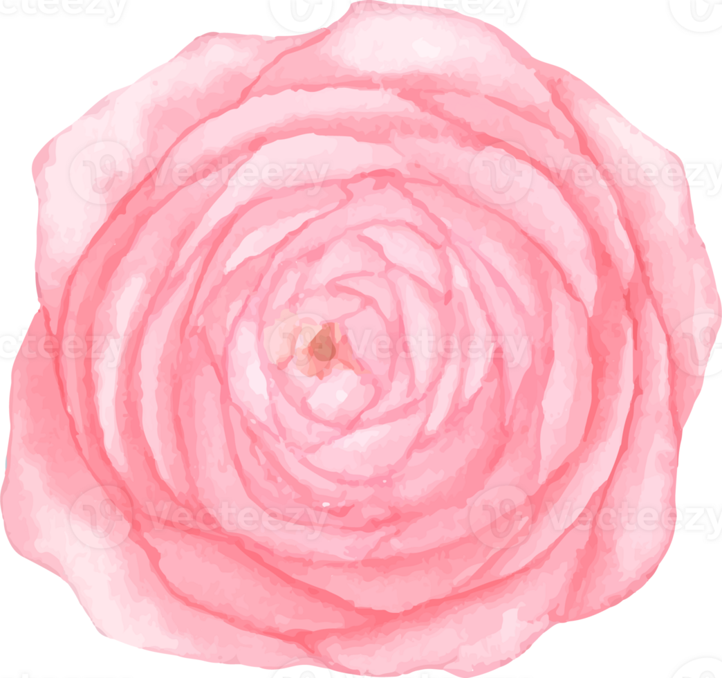 Rustic Watercolor Flower Illustration png
