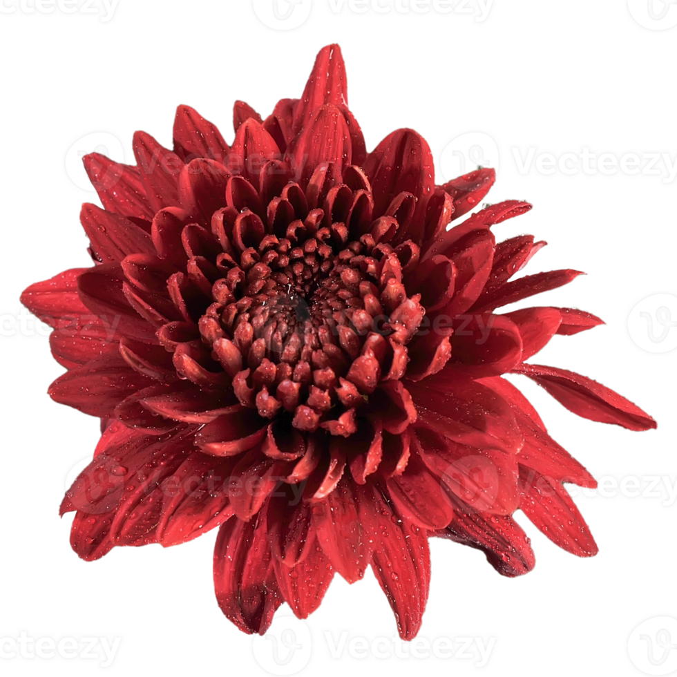 Red chrysanthemum petals transparent png