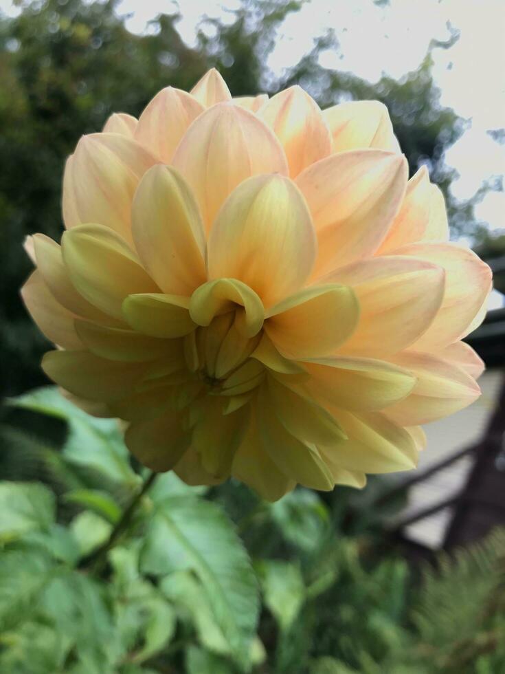 Yellow dahlia flower in the garden on sunny summer day. photo