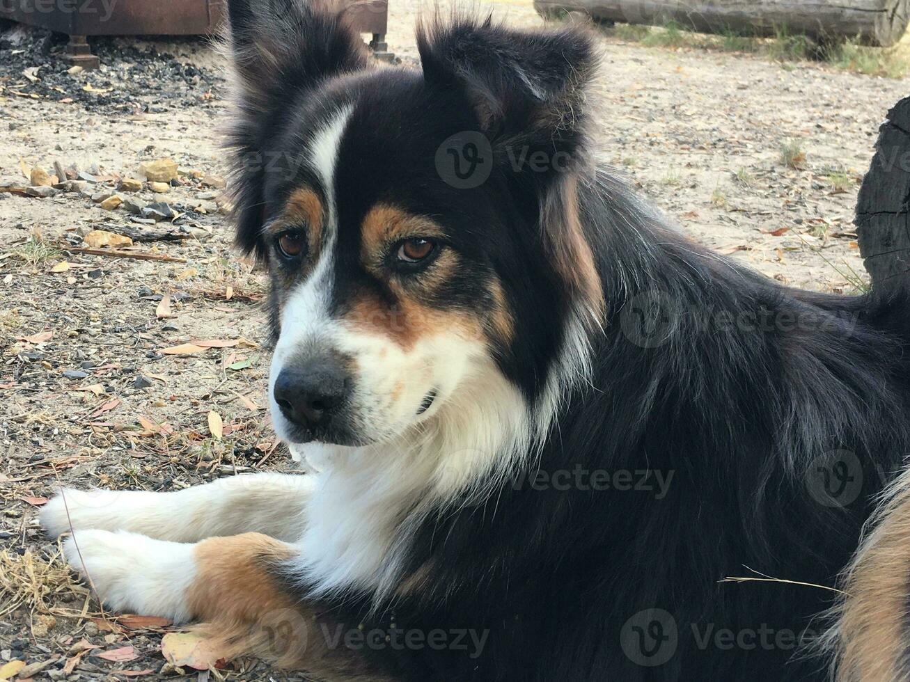 Portrait of australian shepherd lying on the ground in the park photo