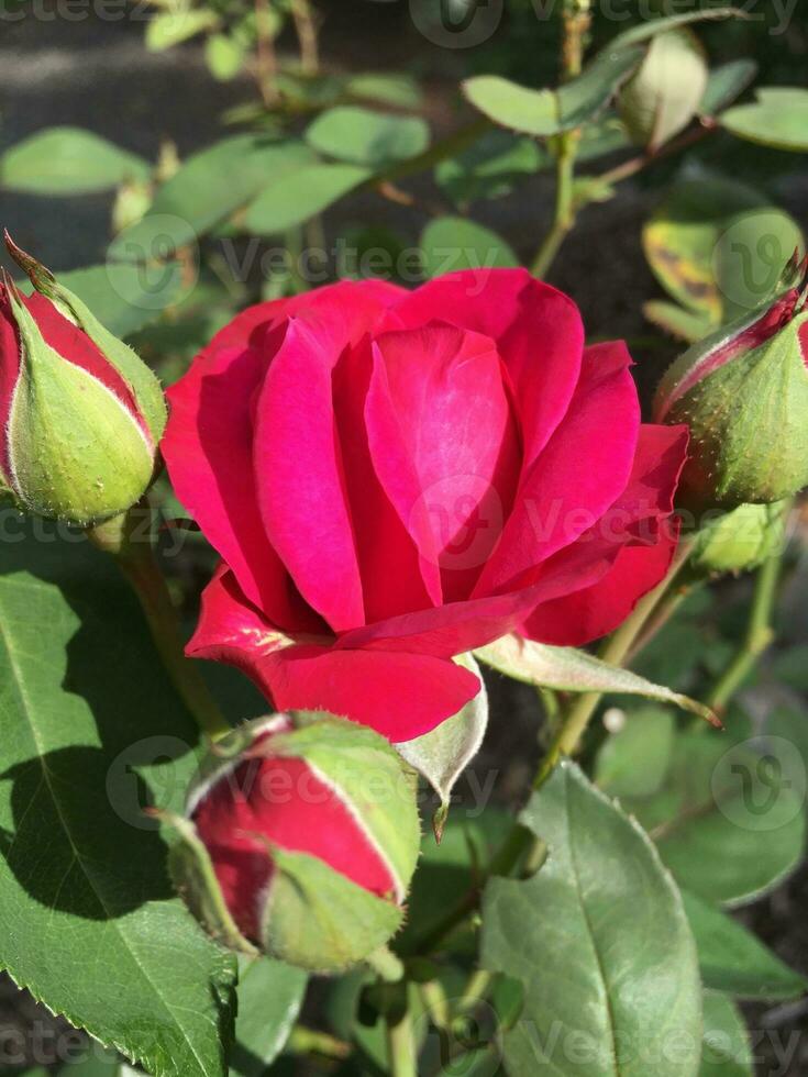 Beautiful red rose in the garden on a sunny summer day. photo