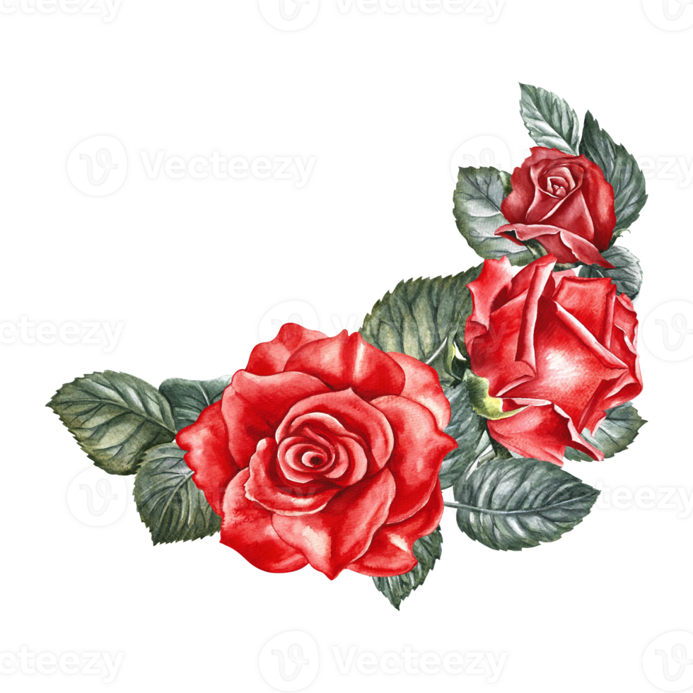 vermelho rosas. uma desenhado à mão aguarela ilustração. flor cartão Projeto. a convite para uma Casamento do aguarela beleza, a elegante cumprimento cartão. para embalagem e rótulos, cartazes e panfletos. png