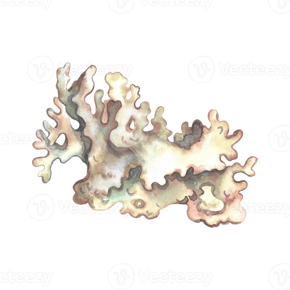 Coral, underwater plants. Watercolor hand drawn. Aquarium, tropical, reef, isolate. Concept for label, banner and flyer, brochure template. png