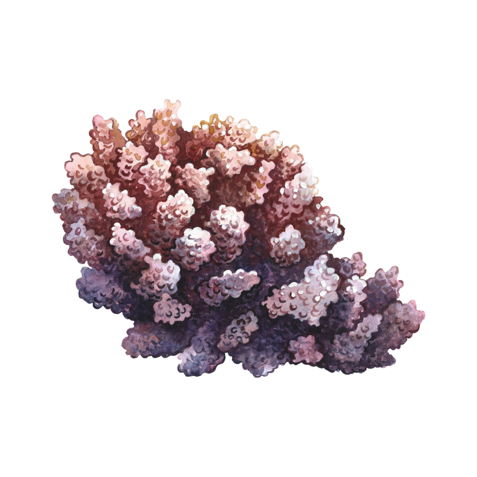 Coral, underwater plants. Watercolor hand drawn. Aquarium, tropical, reef, isolate. Concept for label, banner and flyer, brochure template. png