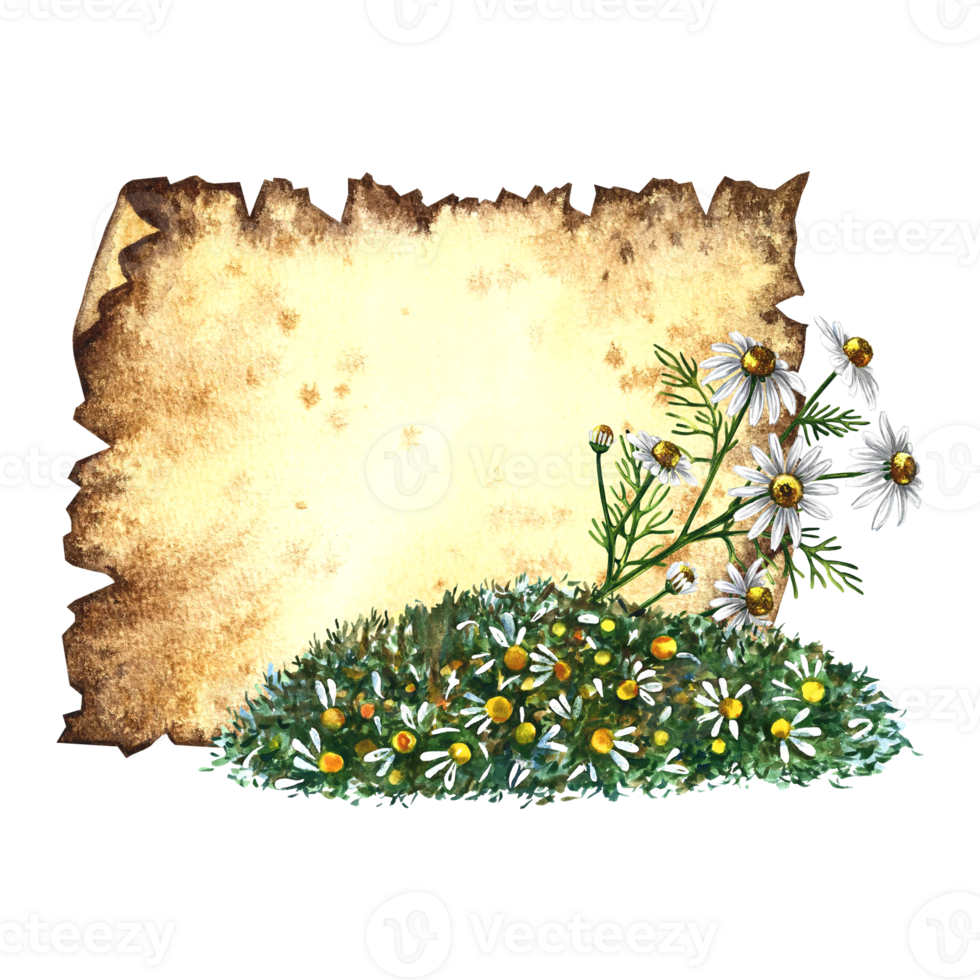 vecchio pergamena per iscrizioni con medicinale camomilla, utile erbe aromatiche, essiccato, schiacciato. disegnato a mano acquerello illustrazione per Tè, farmacia preparazioni e terme cura. png