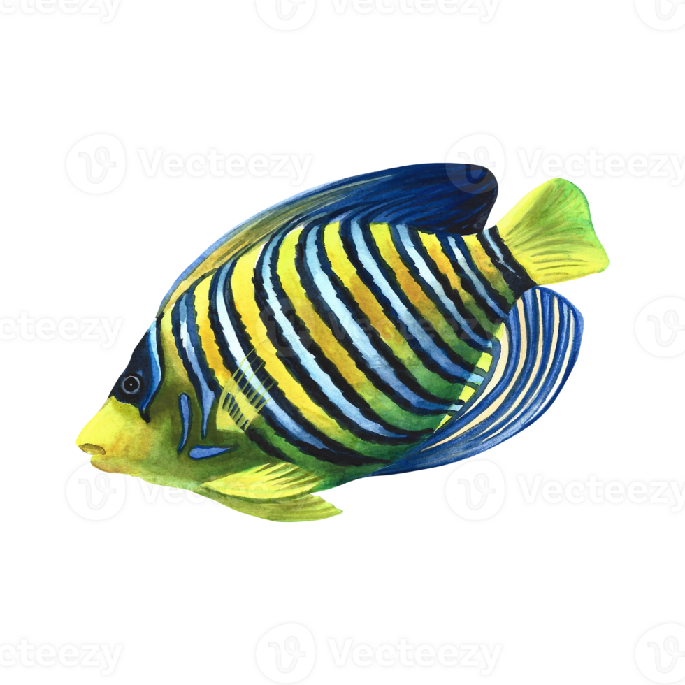 Marine, coral fish pygoplites diacanthus, royal angel. Watercolor hand drawn. Aquarium, tropical, reef fish. Concept for label, banner, flyer, brochure template. png