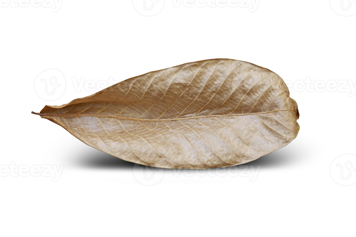 Dry leaf on isolated on transparent background png
