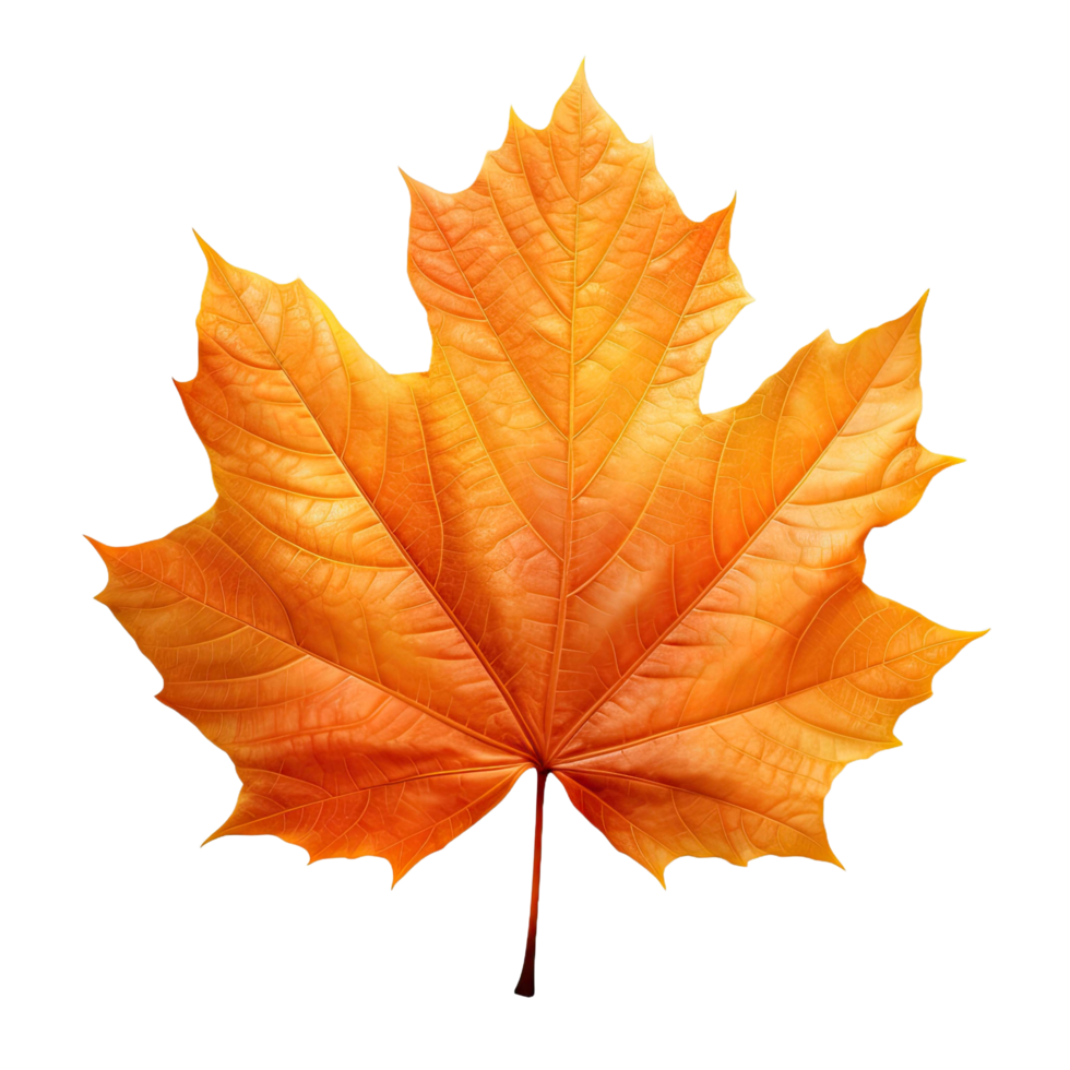 AI generated Autumn Leaf isolated on transparent background 36625115 PNG