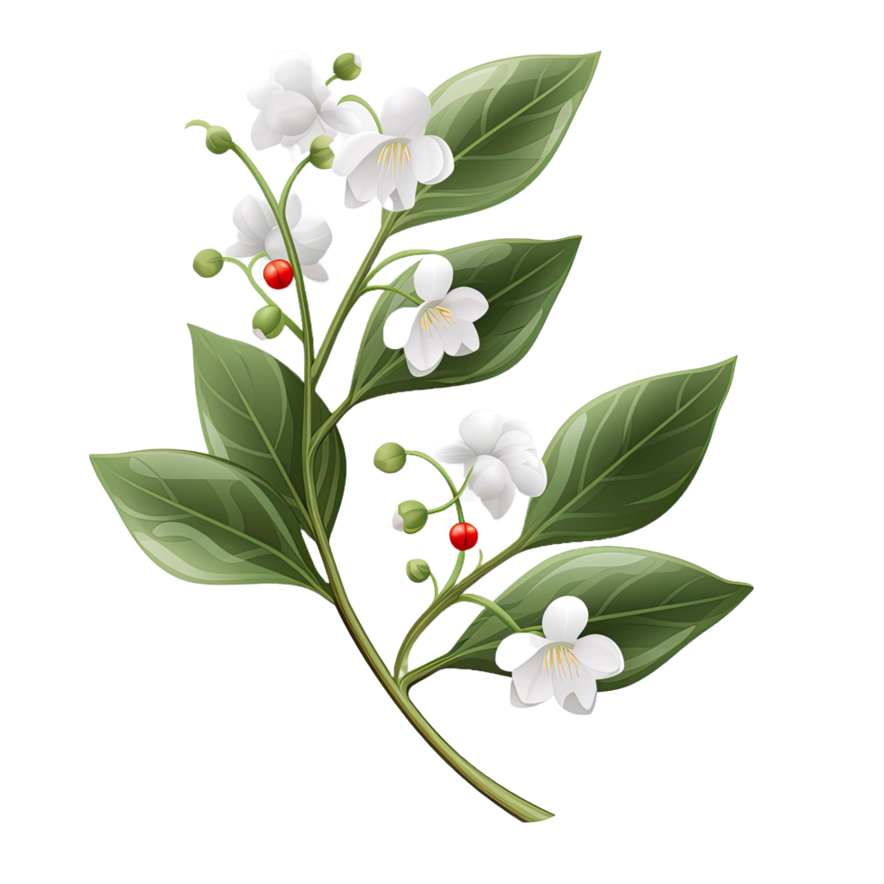 AI generated A mistletoe sprig with white berries isolated on a transparent background png