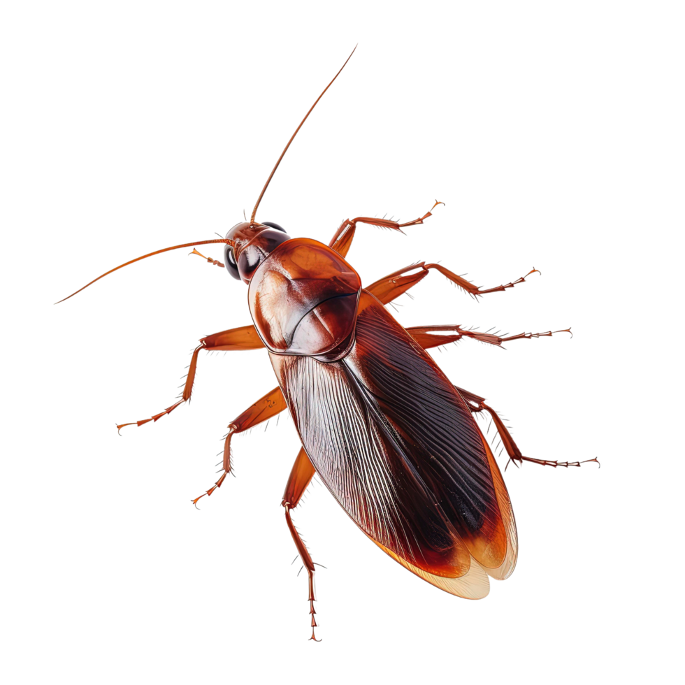 AI generated cockroach isolated on transparent background. png