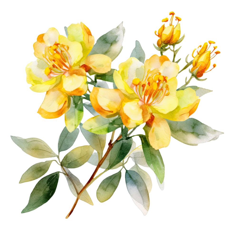 ai genererad vattenfärg gul hypericum blommor med blad isolerat på transparent bakgrund. png