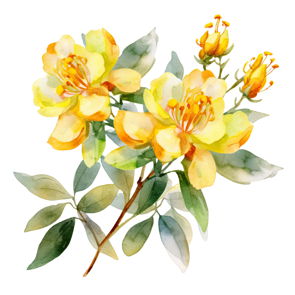 AI generated Watercolor yellow hypericum flowers with leaf isolated on transparent background. png