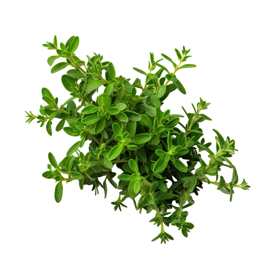 AI generated Fresh thyme isolated on transparent background png