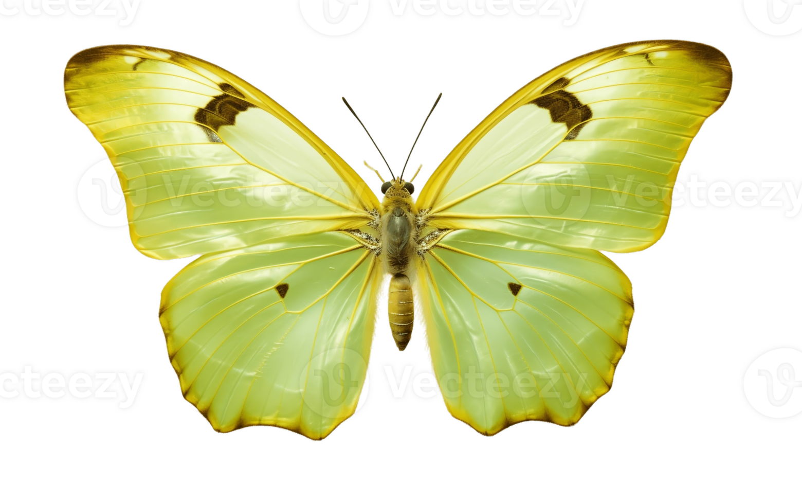 AI generated Butterfly Species Isolated on Transparent Background png