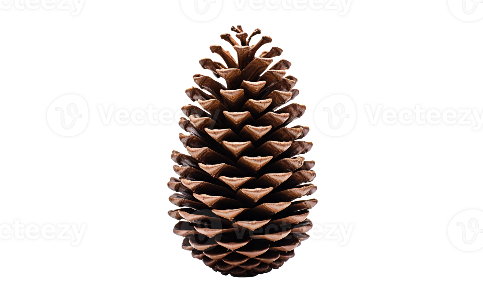 AI generated Pinecone on Transparent Background, PNG format