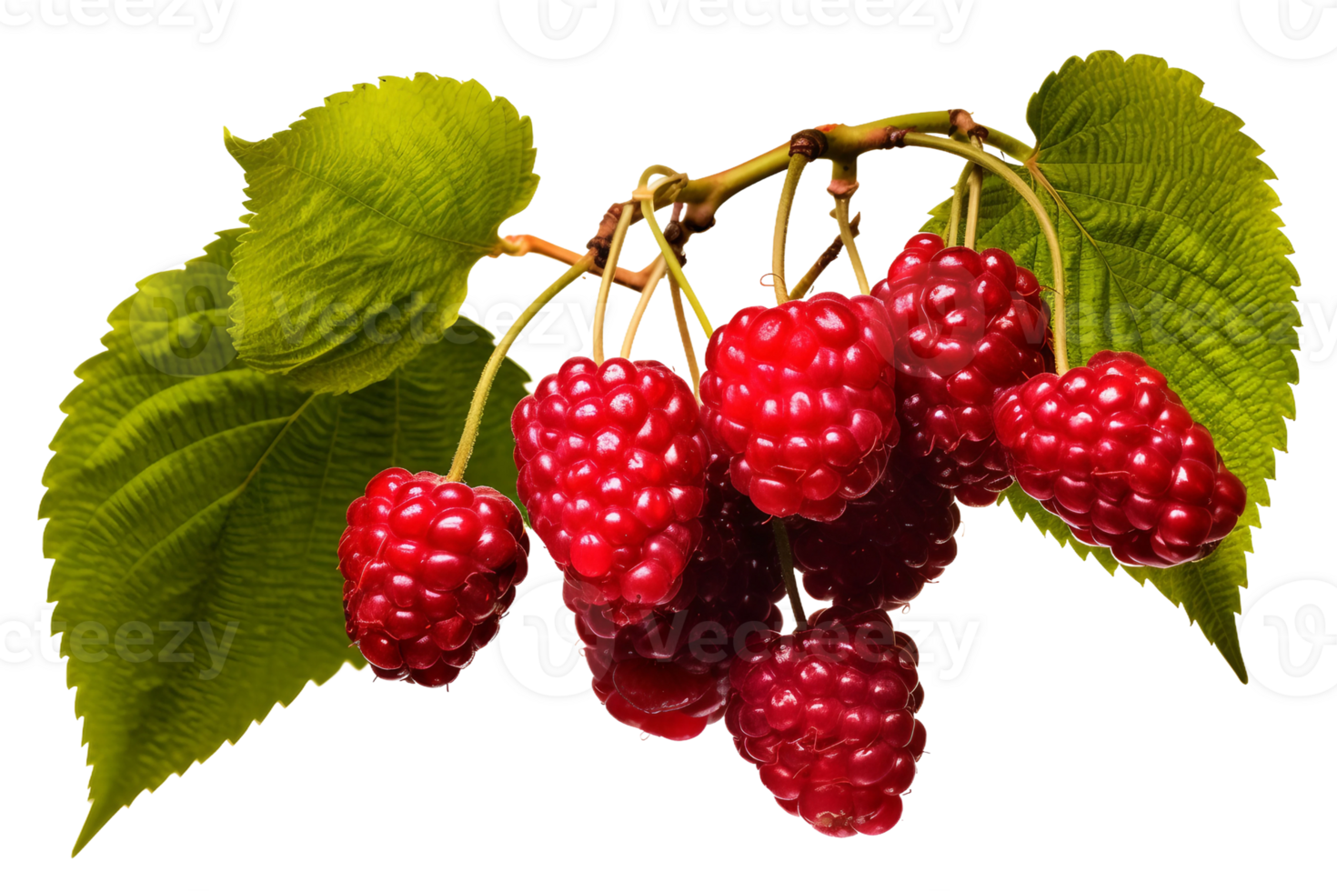 AI generated Vibrant Mulberry Illustration on Transparent background png