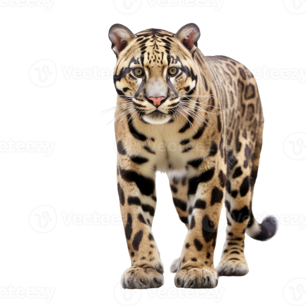 AI generated Realistic Formosan Clouded Leopard, on transparent background. png