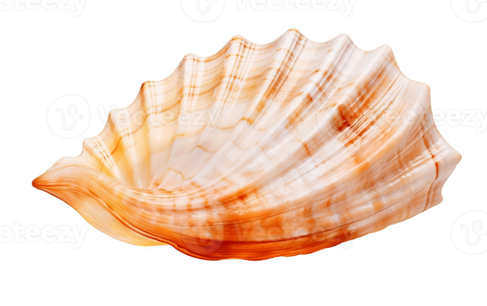 AI generated Ocean Shell on Transparent Background Generative AI png