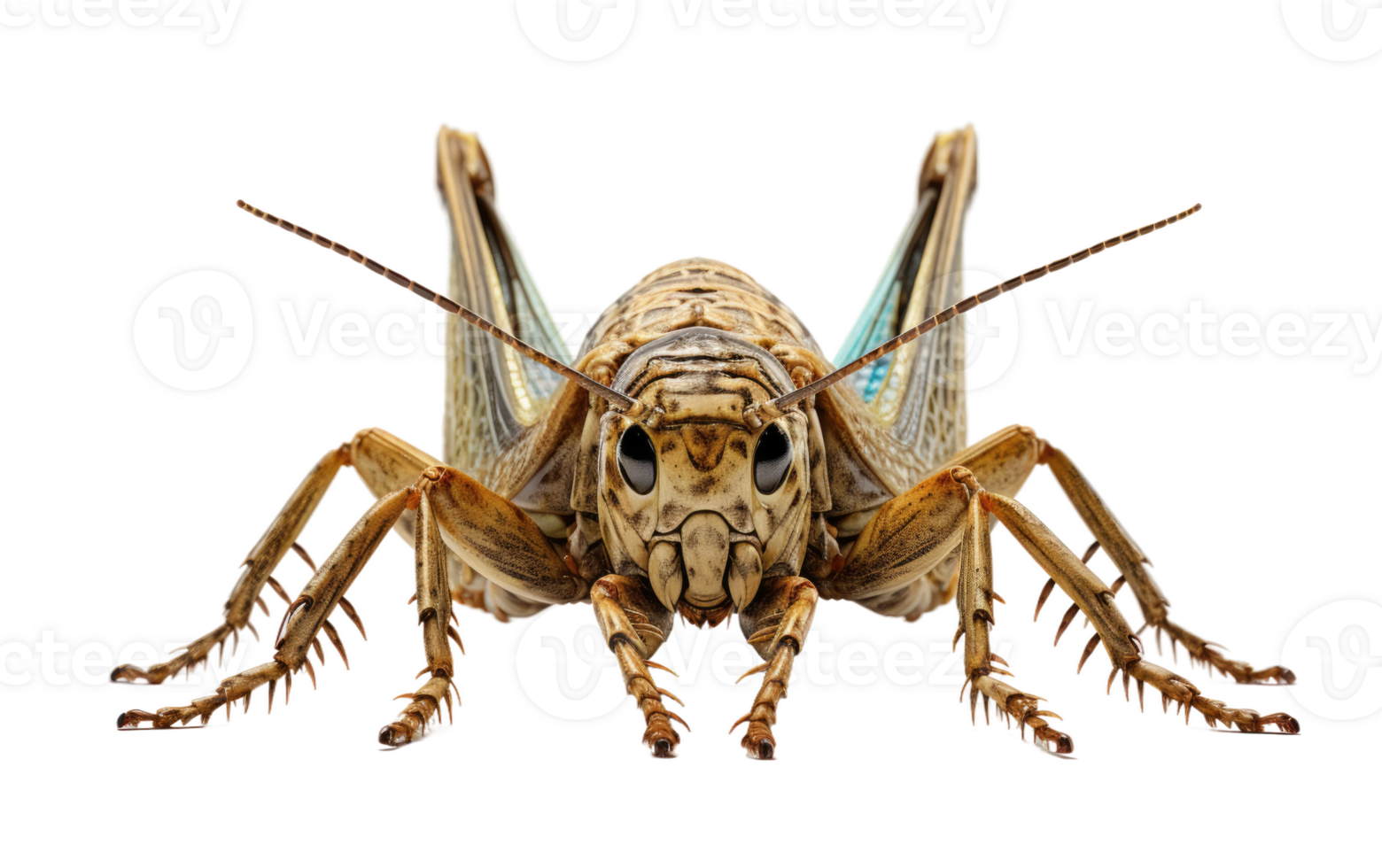 ai generato dettagliato Visualizza di un' cricket insetto su trasparente sfondo png